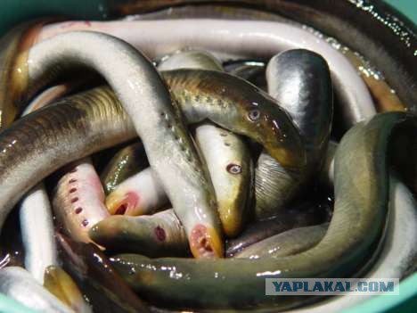 Какие продукты уникальны для Вашего региона?