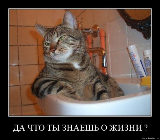 25 котофотоприколов.
