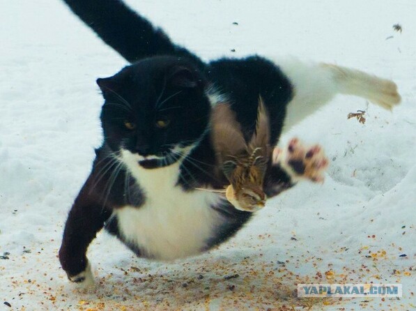 Что с ним делать?