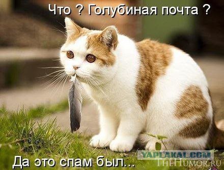 Известные котомемы.