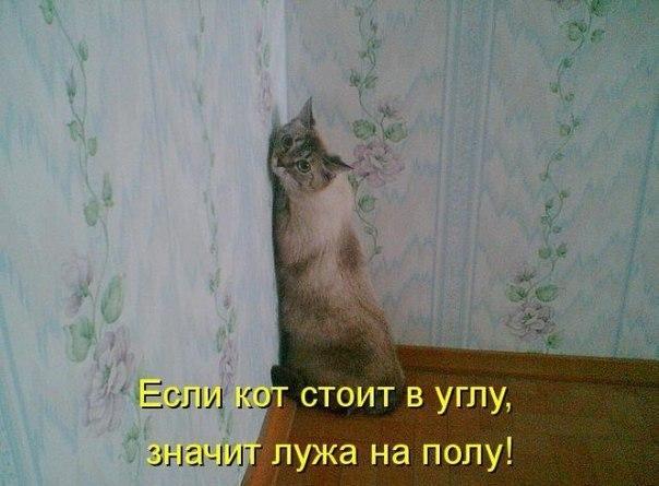 Известные котомемы.