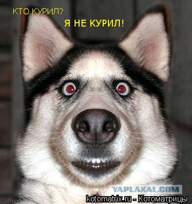 Рисунки с жизнью до первого дождя.