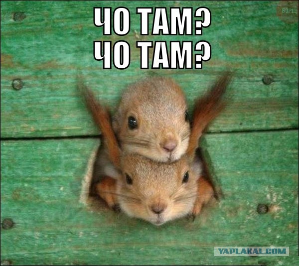 Приколы из сети