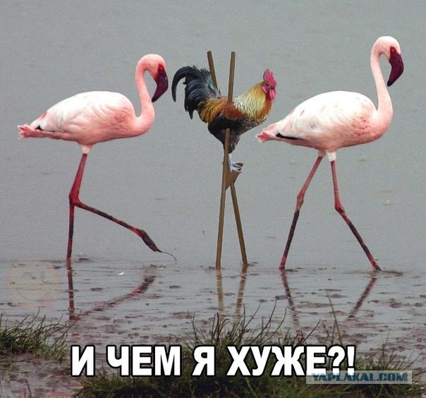 Картинки разные из сети