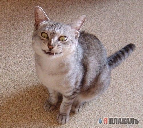 Кошки и Собаки - большая подборка