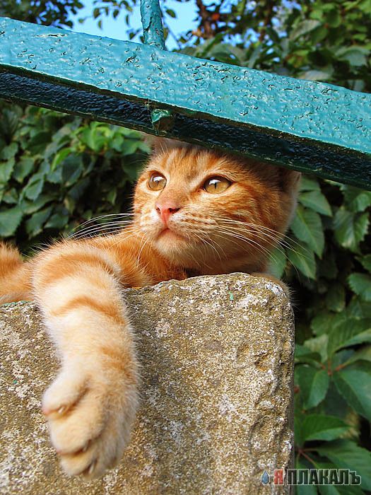 Коты, кошки, котята