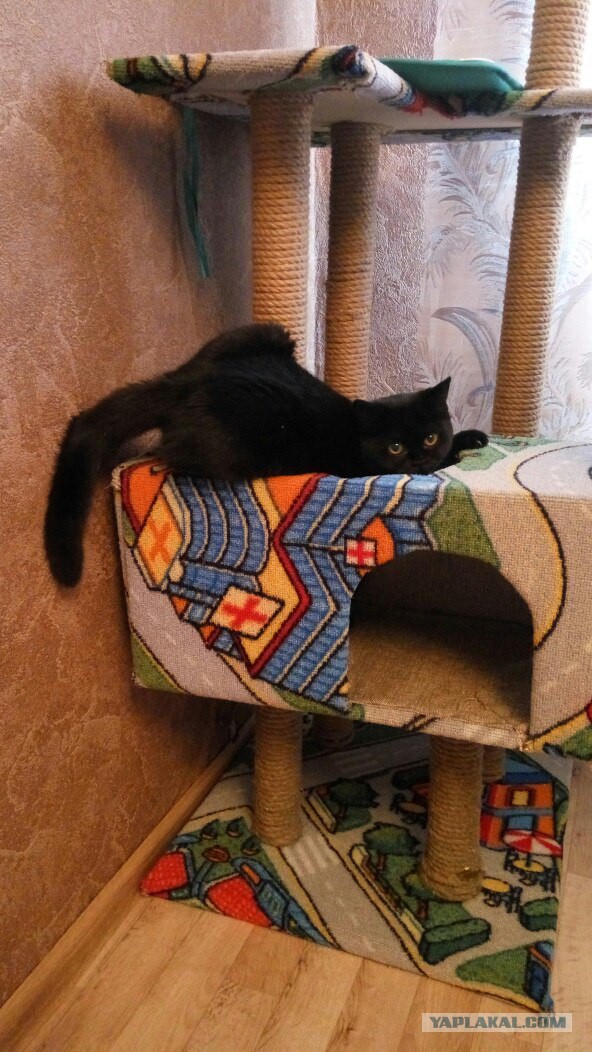 Котовторник  01.03.2016