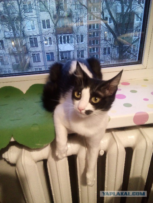 Выборка фотогеничных котэнов
