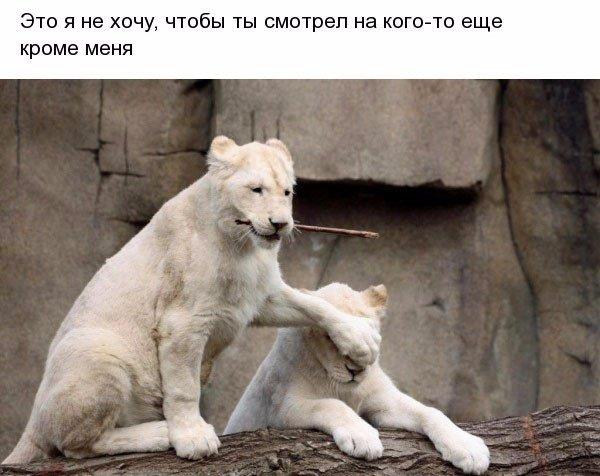 Мохнатые беспредельщики