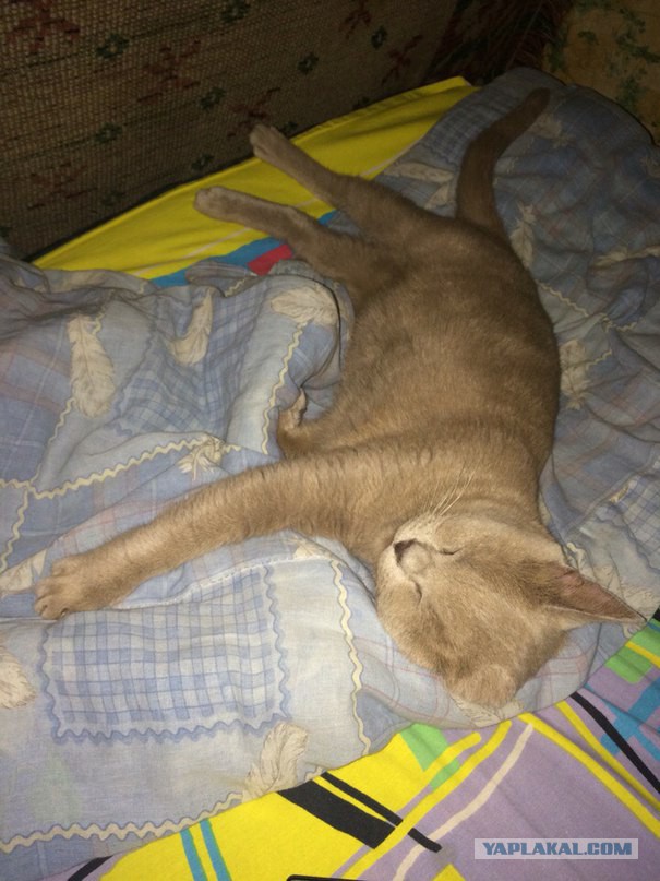 Котовторник 05.07.16