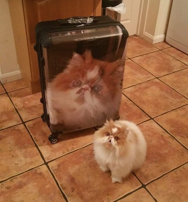 Коты из сети
