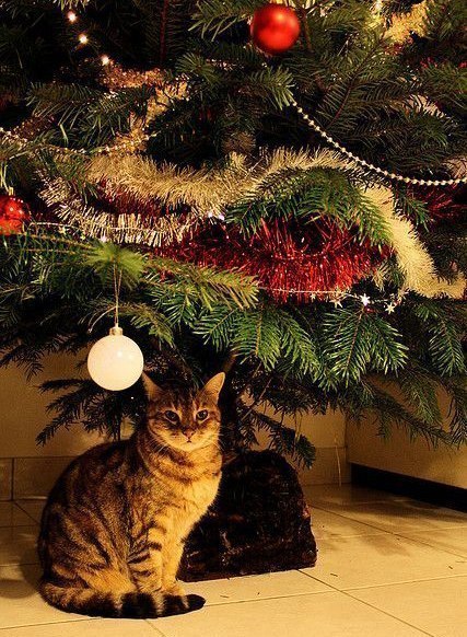 Коты из сети