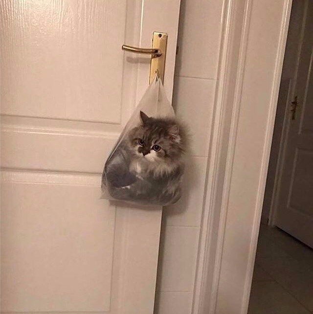 Коты и Кошки