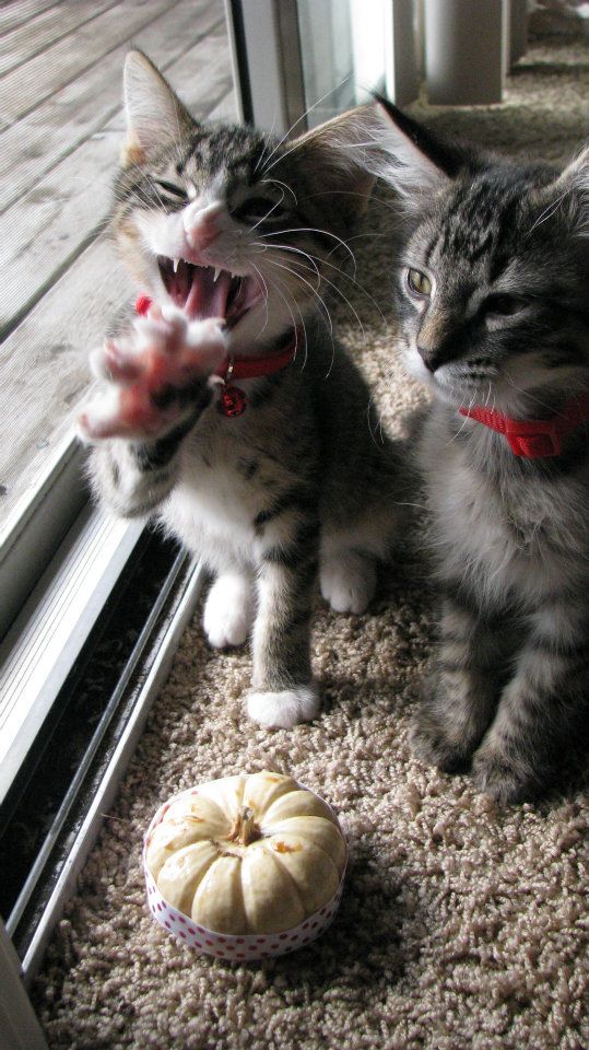 Коты и Кошки