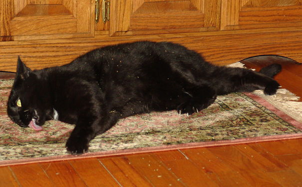 Котеи под веществами: кошачья мята, валерьянка и другие легкие и тяжелые.