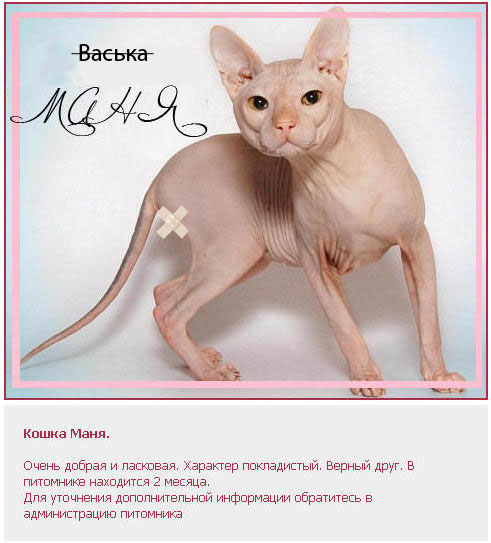 Кошка Маня