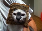 Хлебно-кошачья мода