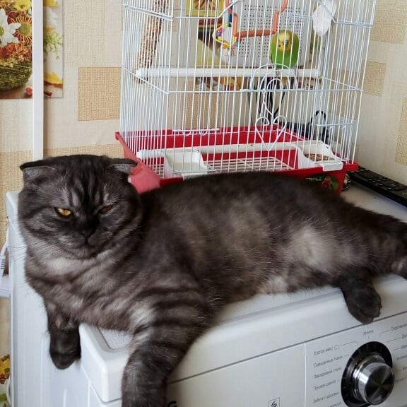 Живность из сети