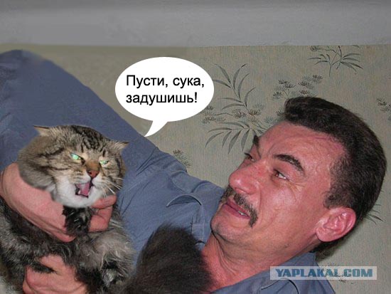 Злой кот