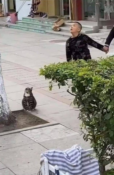 Эти забавные животные