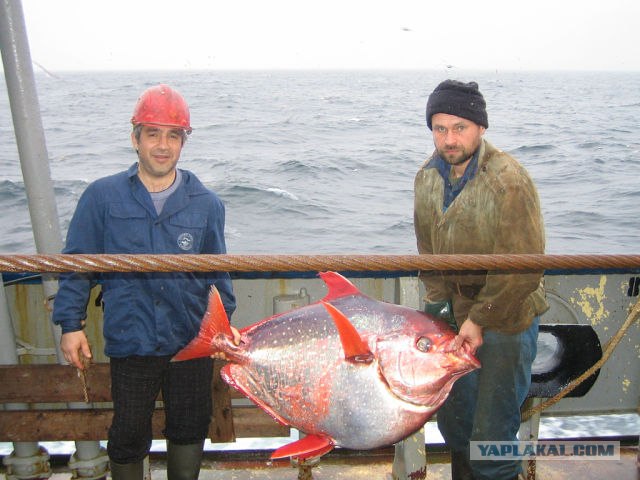 Фотожаба: Рыбаки без рыбы