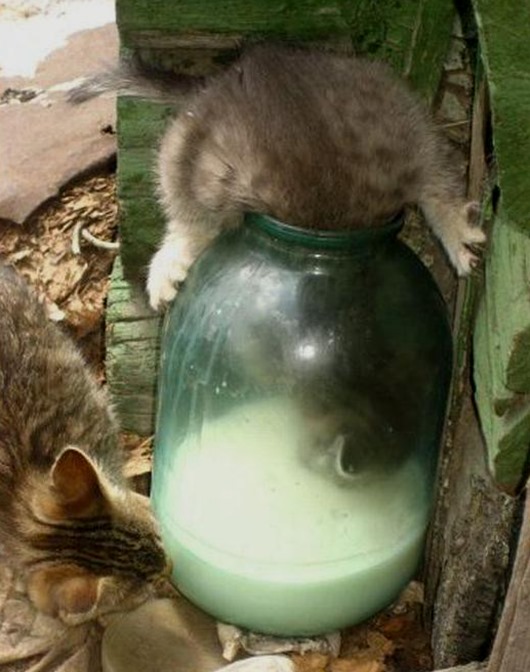 Кошка и банка молока