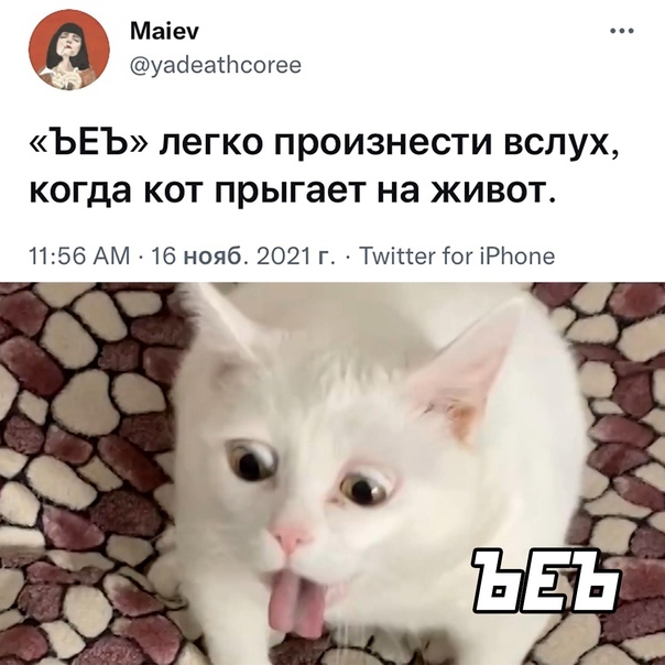 Кот с животом мем