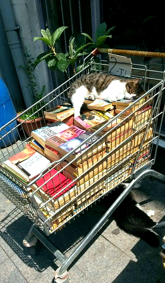 "Мой" котовторник