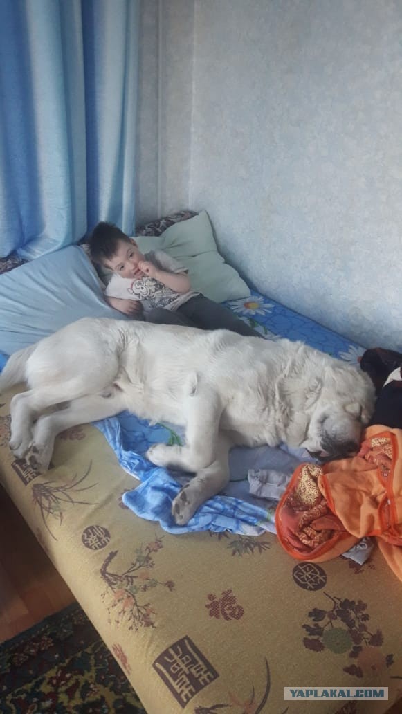 Кто как спит