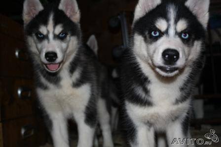 Вопреки законам физики