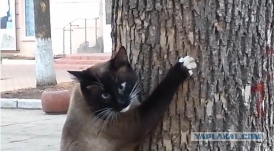 Обострение у котэ )))