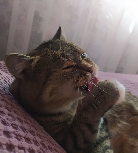 Первый Котовторник 2024