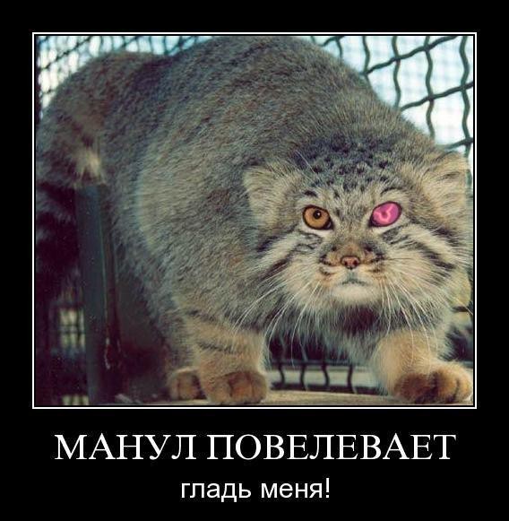 Жесточайшее нападение манула на человека