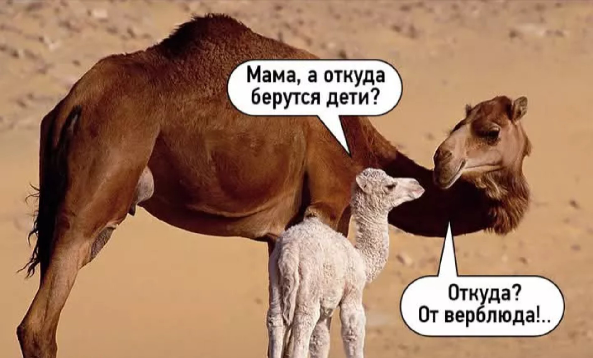 20103779.jpg