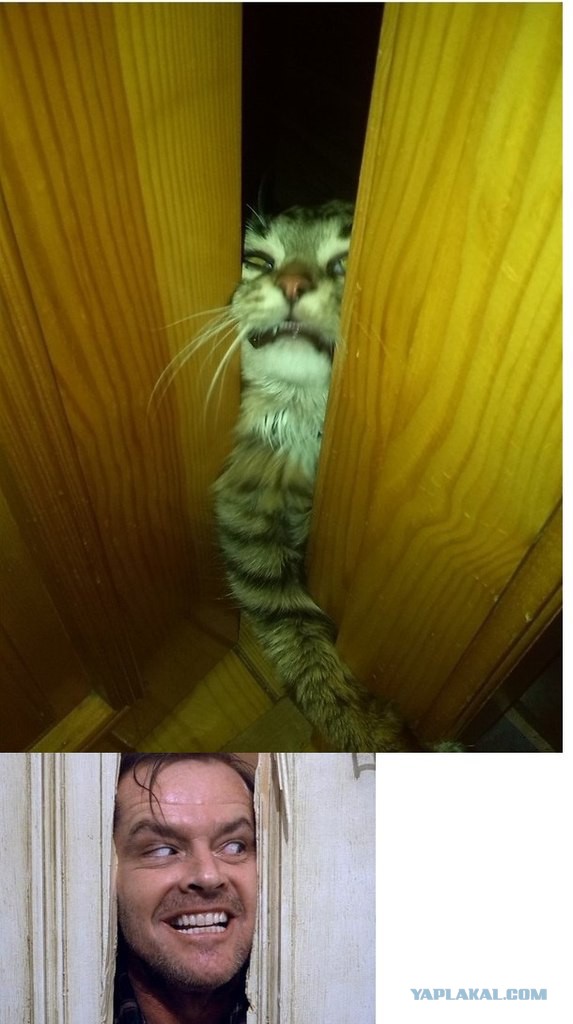 С котами шутки плохи!