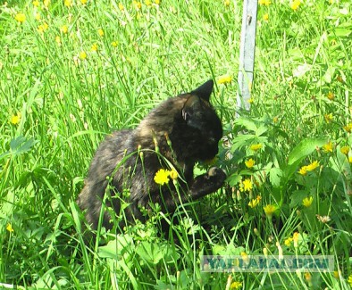 Котовторник 02.09.2014