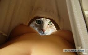 А на какой стороне конфликта будешь ты ЯПовец