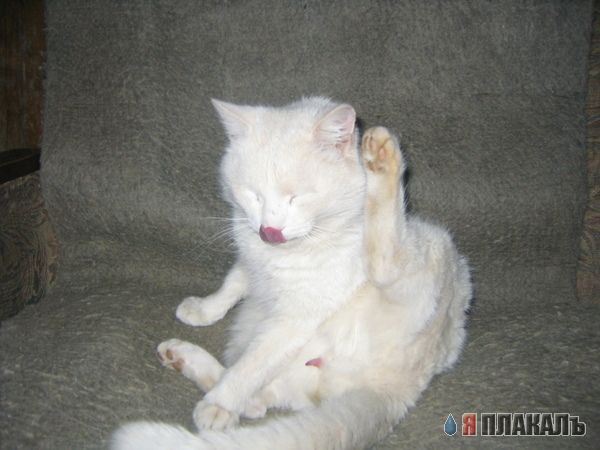 Коты, кошки, котята