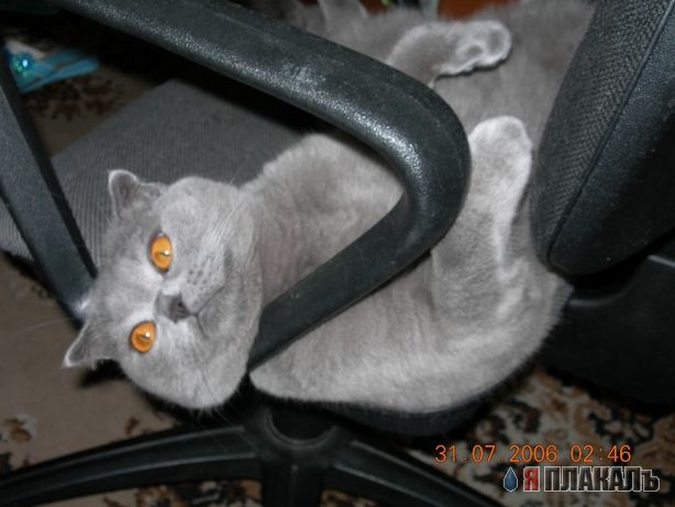Коты, кошки, котята