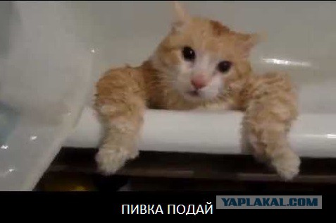 Ужасный котослучай при добыче пропитания