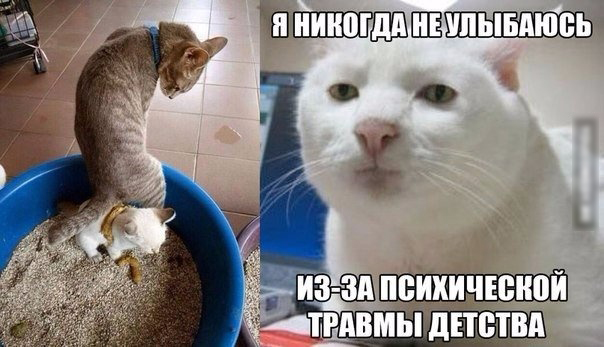 История одного кота-мема