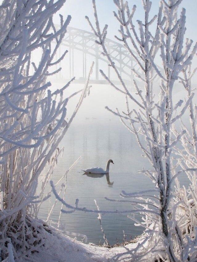 Самые смешные животные