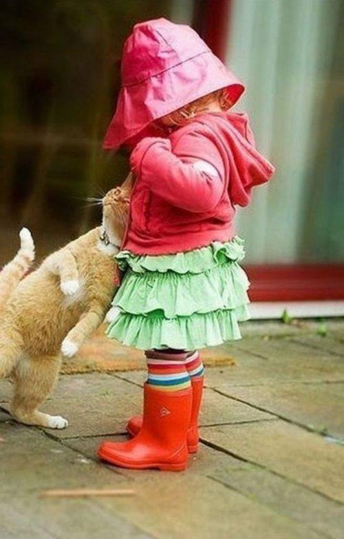 Коты из сети