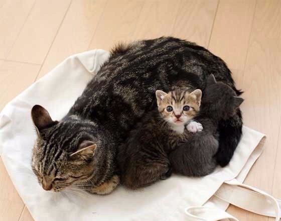 Коты из сети