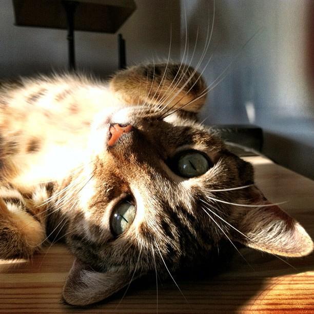 Коты и Кошки