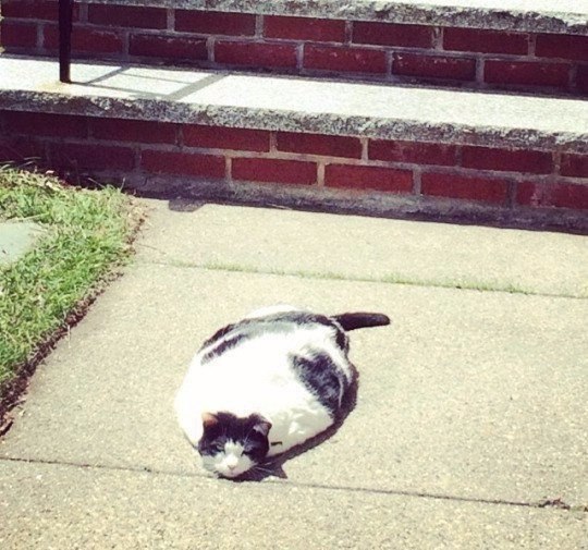Коты и Кошки