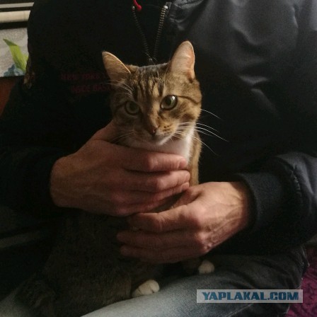 Котовторник 20.03.2018