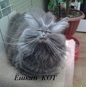 Котовторник 29.5.18