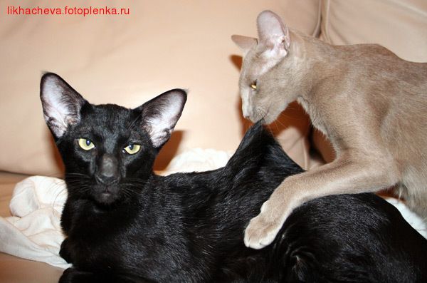 Прикольные коты на среду! ОЧЕНЬ МНОГО!