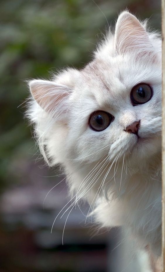 Немного милоты